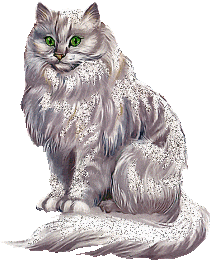 chat blanc 
